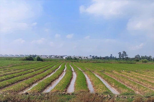 Sớm điều chỉnh diện tích cấp nước tưới, tiêu sau sắp xếp đơn vị hành chính