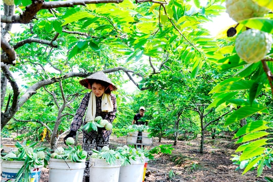 Sản lượng na Hải Phòng ước đạt 22.000 tấn
