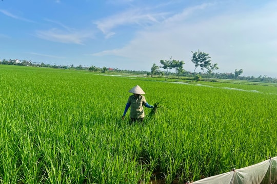 Sâu bệnh gây hại lúa mùa tăng