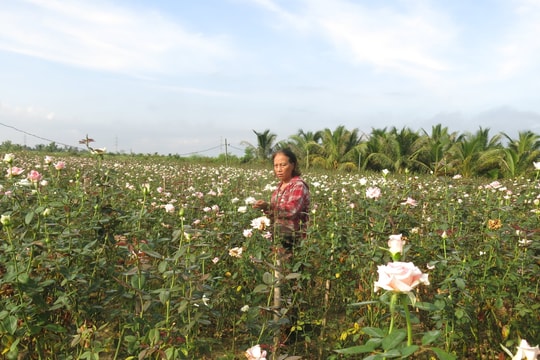 Nông dân Hải Phòng ghép tầm xuân, nở hoa hồng