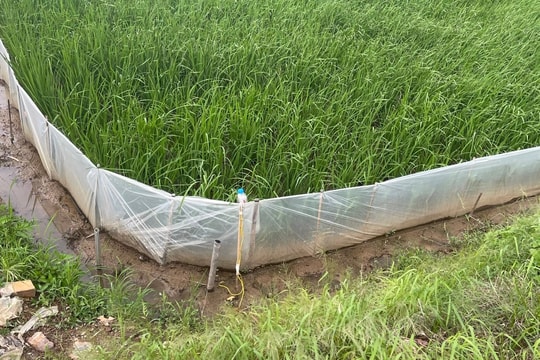 Giăng điện bẫy chuột trên đồng ở xã Tiên Lãng