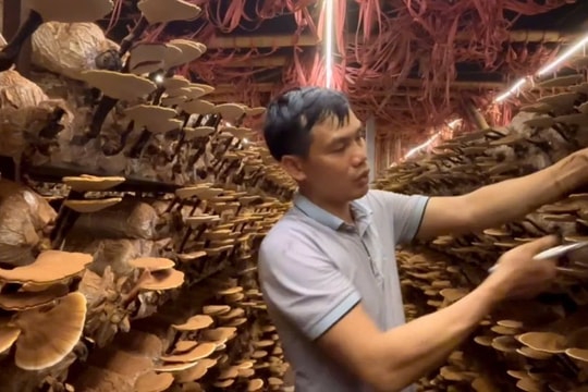 Nông dân Hải Phòng thu tiền tỷ từ sản xuất nấm dược liệu