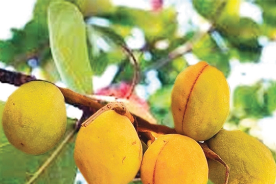 Nhớ thương mùa bàng chín