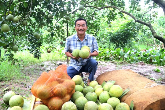 Đặc sản bưởi đào trên vùng đất Hà Đông