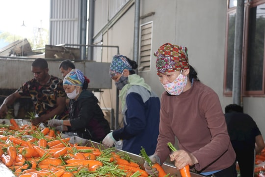Đưa nông sản Hải Phòng ra thế giới