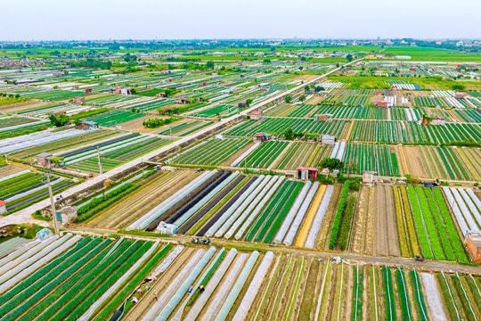 Nông dân xã Nguyễn Lương Bằng giỏi trồng rau gia vị