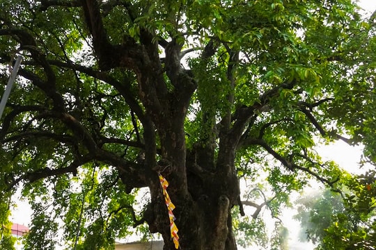 Cây thị trăm năm ở Lạc Phượng