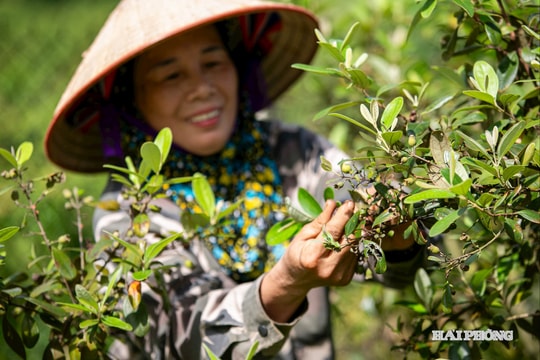 Giàu lên từ sim tím quê nhà