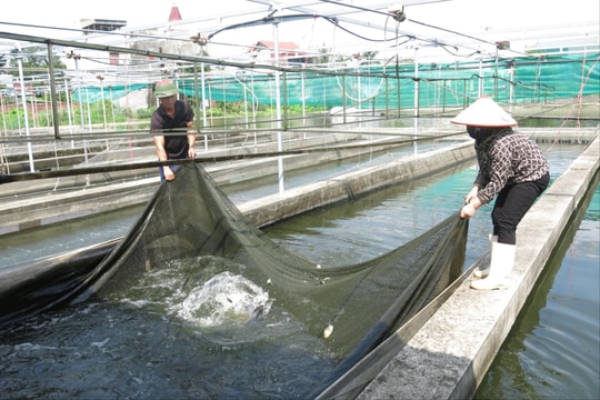 Thúc đẩy liên kết phát triển chuỗi giá trị sản phẩm nông nghiệp, thủy sản