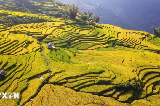 Khám phá các ruộng bậc thang đẹp nhất Lào Cai mùa lúa chín