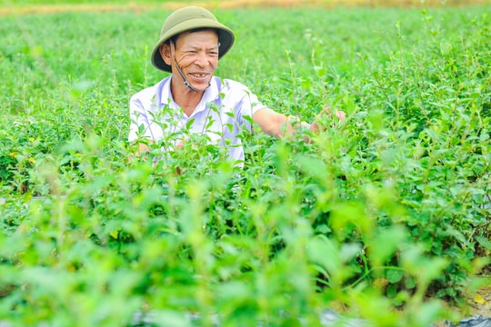 Triển vọng cây cà gai leo trên đất Bắc Thanh Miện