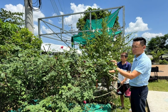 Khát vọng làm giàu từ nông nghiệp của chàng trai đất Tiên