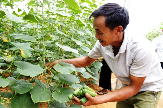 Những câu chuyện tích tụ ruộng đất, phát triển nông nghiệp công nghệ cao ở Hải Phòng