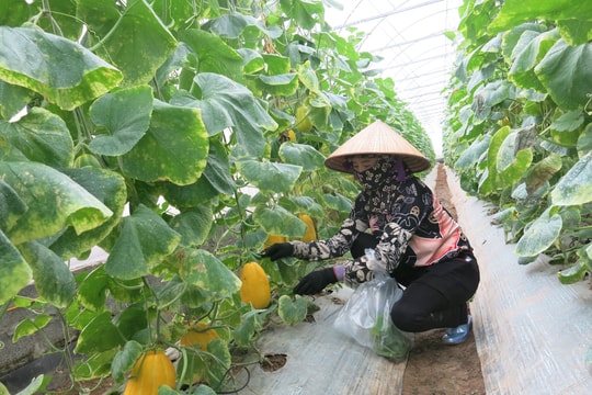 Hướng tới nông nghiệp hàng hóa, công nghệ cao, quy mô lớn