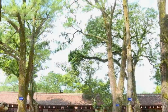 Ấn tượng rừng thông cổ thụ Côn Sơn