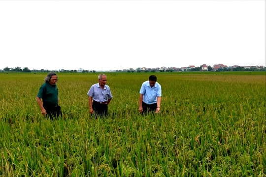 85% diện tích lúa mùa trỗ bông có nguy cơ sâu bệnh cuối vụ gây hại