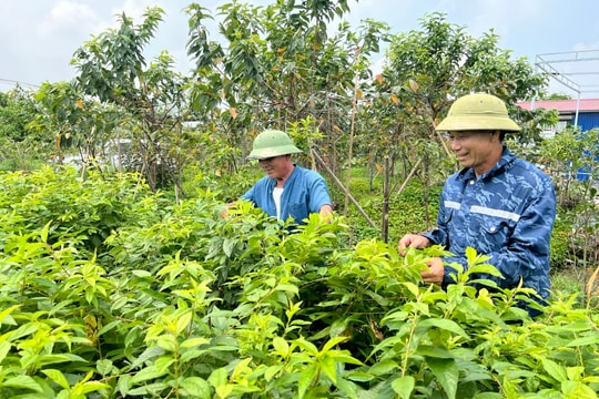 Quy định mới về thành lập Quỹ hợp tác xã địa phương