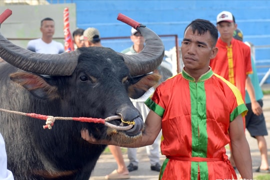 Last minutes before 2025 Do Son Buffalo Fighting Festival