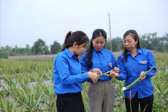 Người biến đất chua thành 'quả ngọt'