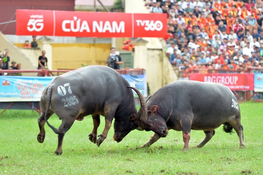 Do Son Buffalo Fighting Festival resumes qualifying round