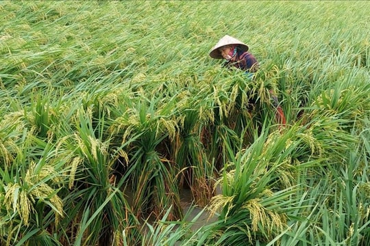 Tập trung khôi phục sản xuất sau bão số 10