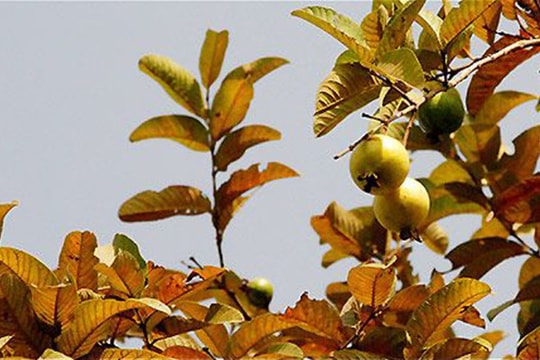 Hương ổi mùa thu