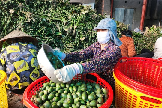 Về nơi xuất khẩu 'quả hạnh phúc'