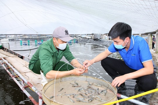 Tăng sức hút đầu tư vào nông nghiệp