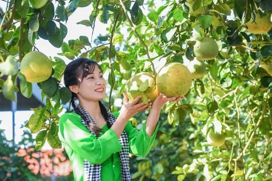 Bưởi đào Hà Đông - quả ngọt mùa trăng rằm