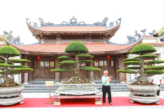 Ngắm cây cảnh tiền tỷ trưng bày tại Khu tưởng niệm các vua nhà Mạc