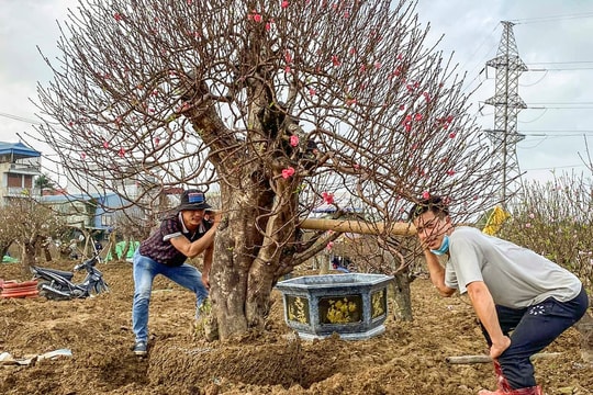 Anh Nguyễn Văn Công và hành trình gìn giữ sắc đào đất Cảng