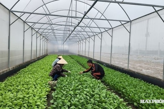 Nông nghiệp Việt Nam hướng tới công nghệ chỉnh sửa gen