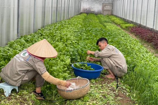 Nông nghiệp bền vững - an toàn sức khoẻ