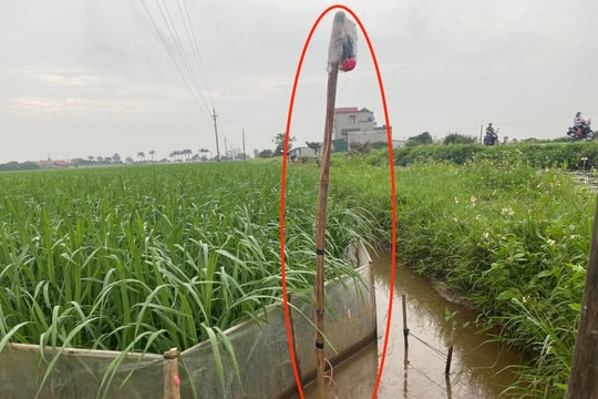 Hậu quả khôn lường từ bẫy chuột bằng điện