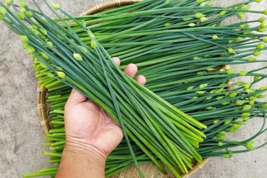 Lợi ích bất ngờ khi ăn bông hẹ vào mùa thu