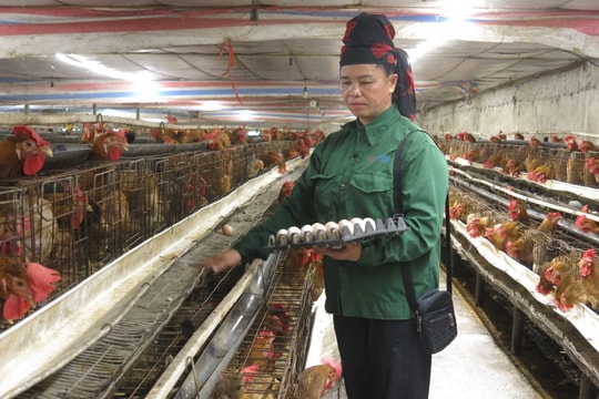 Liên kết trong chăn nuôi gia cầm, thủy cầm đẻ trứng