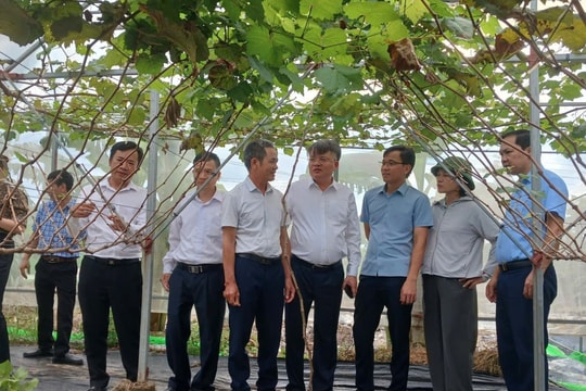 Lan tỏa phong trào nông dân sản xuất, kinh doanh giỏi