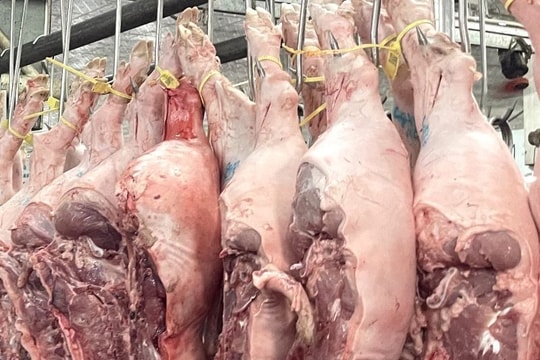 Trà trộn thịt lợn nhiễm dịch tả châu Phi để bán ra thị trường