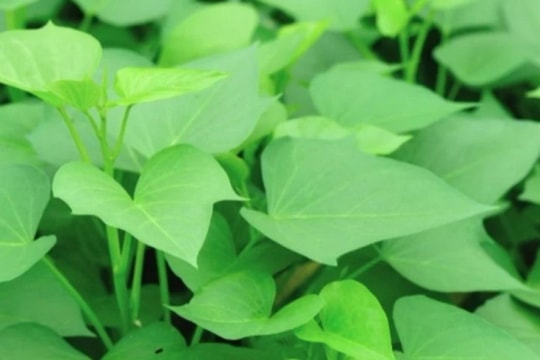 Rau lang - Thần dược tự nhiên