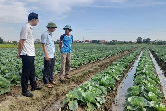 Hải Phòng gieo trồng trên 6.500 ha rau vụ đông