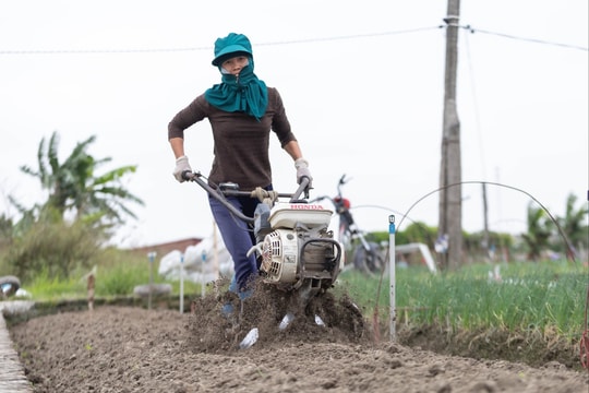 Tất bật vụ đông trên đồng đất xã Nguyễn Lương Bằng
