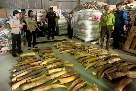 Hải Phòng tiêu hủy hơn nửa tấn ngà voi từ vụ án buôn bán động vật hoang dã quy mô lớn