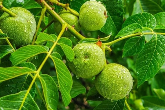 Loại quả 'quý từ đầu đến chân', giúp bổ thận, tráng dương, làm ấm người trong suốt mùa đông