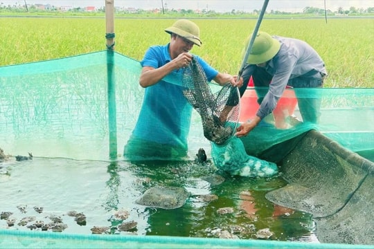 Hải Phòng hỗ trợ thực hiện hiệu quả 5 mô hình khuyến nông