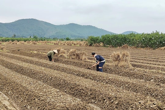 'Thủ phủ' hành, tỏi Kinh Môn vào mùa