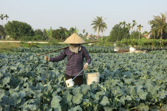 Sử dụng phân bón đúng cách giúp giảm chi phí, tăng hiệu quả