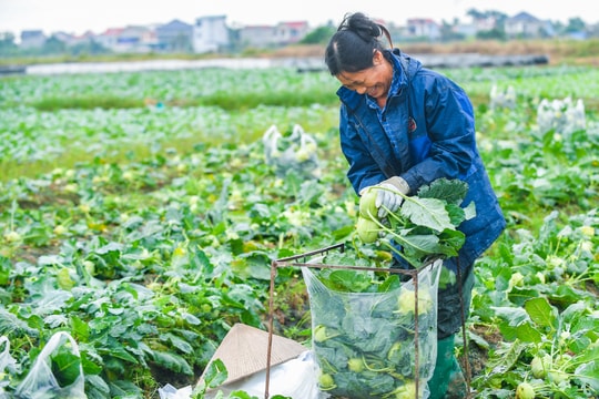 Nông dân thu lãi cao từ rau vụ đông sớm