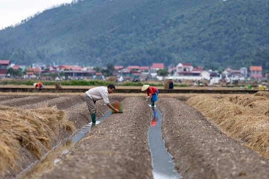 Rộn ràng mùa xuống giống ở ‘thủ phủ hành tỏi’ Kinh Môn