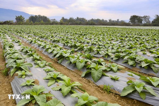 Kéo dài thời hạn miễn thuế sử dụng đất nông nghiệp đến hết năm 2030