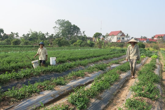 Bảo vệ 29.000 ha cây vụ đông trước thời tiết bất lợi